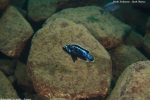 Metriaclima sp. 'msobo' Ngwasi